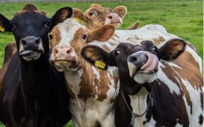 Μοο-σφιλωτή Alert: Αγελάδες στον αυτοκινητόδρομο!