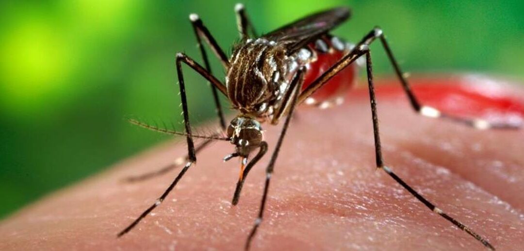 Προσοχή στα κουνούπια Aedes