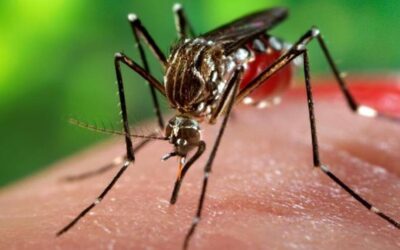 Προσοχή στα κουνούπια Aedes