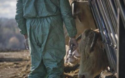 Πάνω από 13.000 ζώα οδηγούνται σε θανάτωση