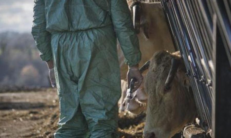 Πάνω από 13.000 ζώα οδηγούνται σε θανάτωση